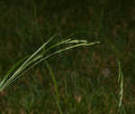 Roan Mountain sedge